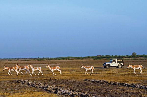 Thar Country Thar Country