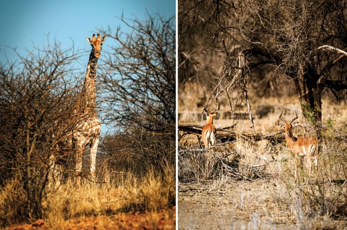 BMW GS Trophy Namibia experience: Into the Wild