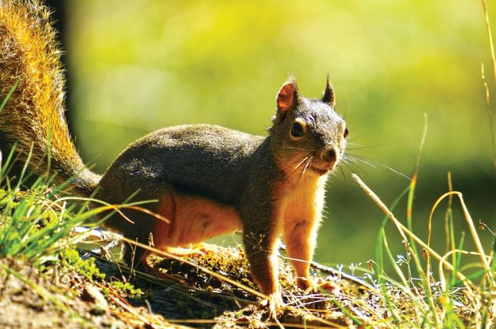 chipmunk