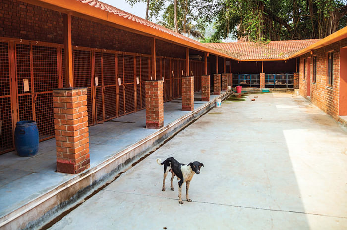 Hyundai Creta - Paws and effect