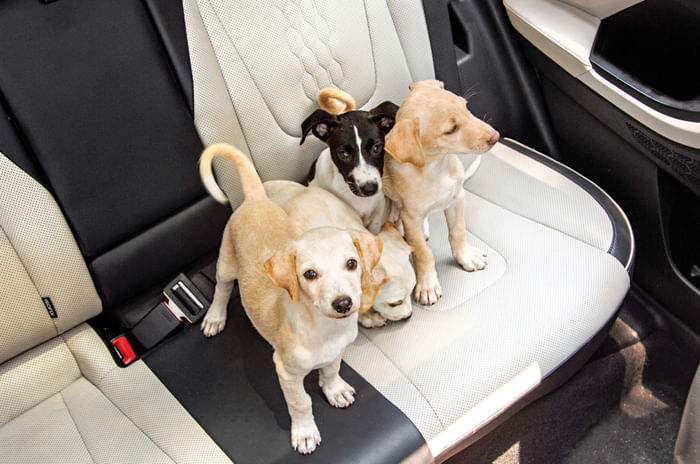 Hyundai Creta - Paws and effect