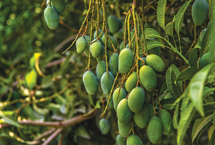 The Malihabad Express - Mango Run in a Renault Duster