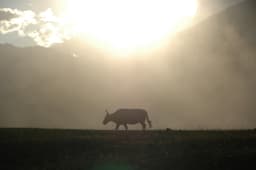 That's a Dzo. It's what happens when a yak meets a cow. 