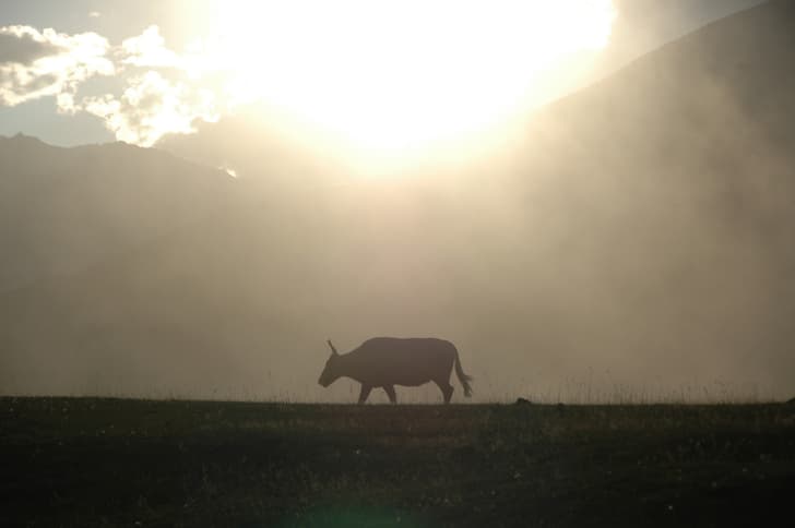 That's a Dzo. It's what happens when a yak meets a cow. 